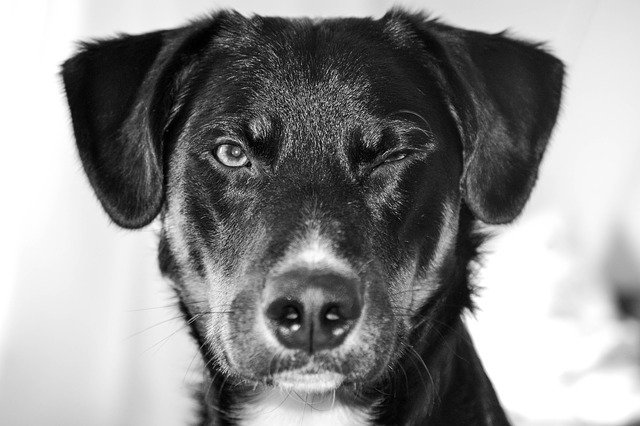 A dog that is squinting in one eye may have a serious condition called a corneal ulcer.