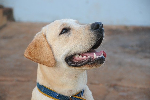 If your dog has smelly breath, it is likely it also has some form of dental disease and needs a cleaning.