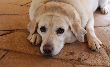Dogs with pancreatitis will act lethargic and tired, especially after eating foods high in fat.