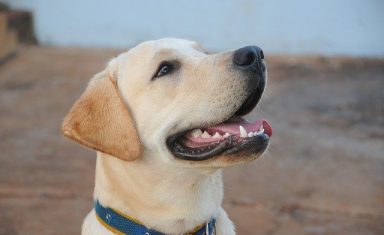 If your dog has smelly breath, it is likely it also has some form of dental disease and needs a cleaning.